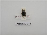 藏品(金龜子科)的圖片